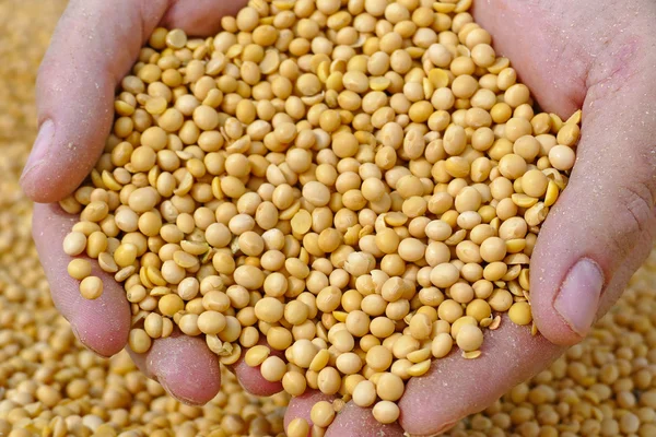 Male hands holding soybeans — Stock Photo, Image