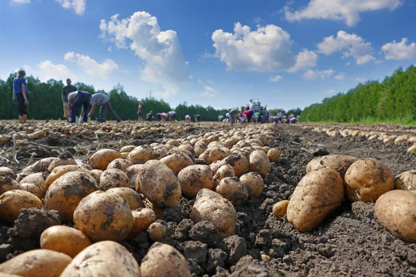 Människor samlar potatis — Stockfoto