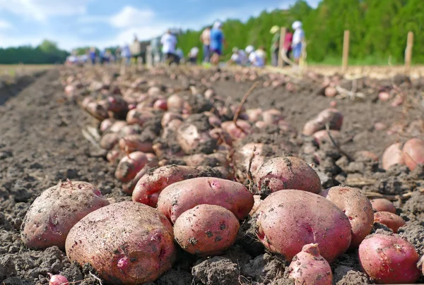 Pessoas coletando batatas — Fotografia de Stock