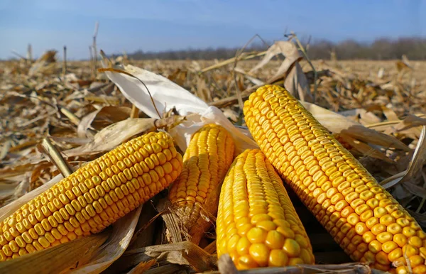 Maíz maduro en el campo — Foto de Stock