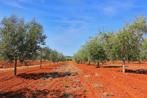 Olivträd och röda jorden — Stockfoto