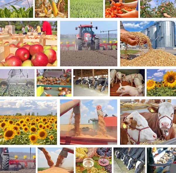 Jordbruk i collage — Stockfoto