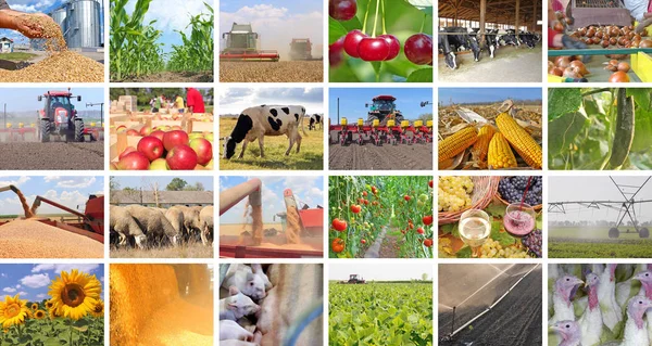 Agriculture in collage — Stock Photo, Image