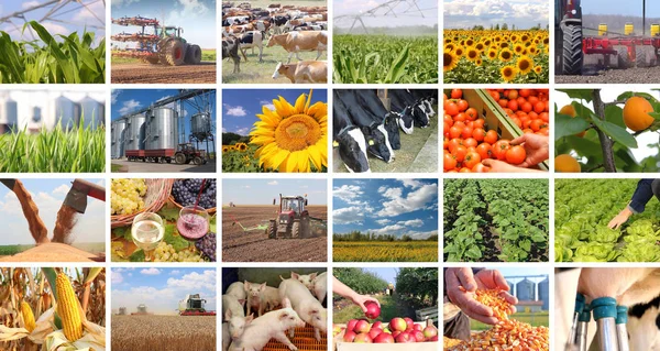 Landbruk i collage – stockfoto