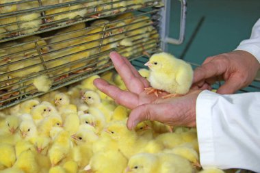 Çiftçi kız el üstünde tutar