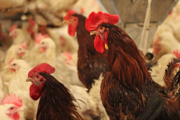 Galos em uma fazenda de frango — Fotografia de Stock