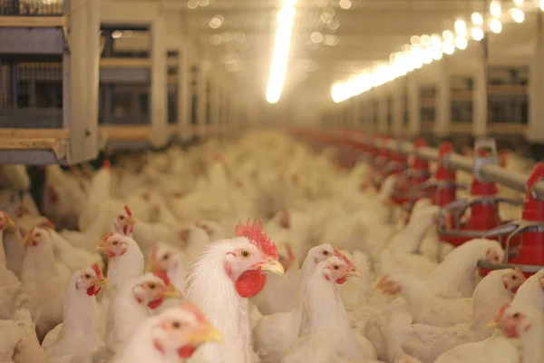 Kippenboerderij, de productie van pluimvee — Stockfoto