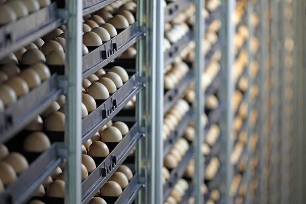 Huevos de pollo en incubadora — Foto de Stock