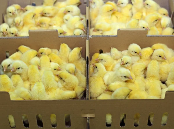 Balení malých kuřat v krabicích — Stock fotografie