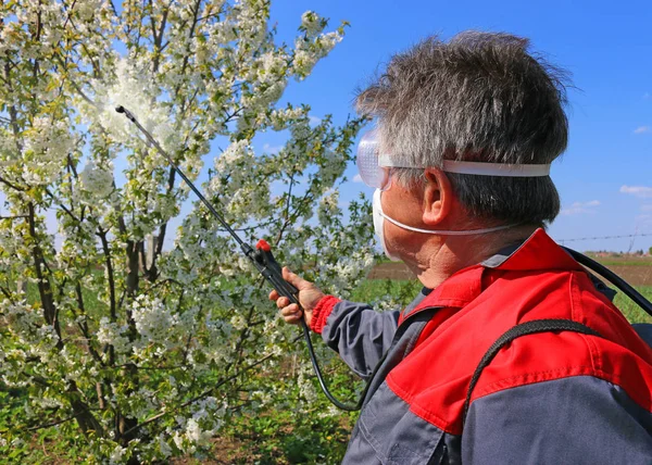 Cherry orchard spraying — Stock Photo, Image