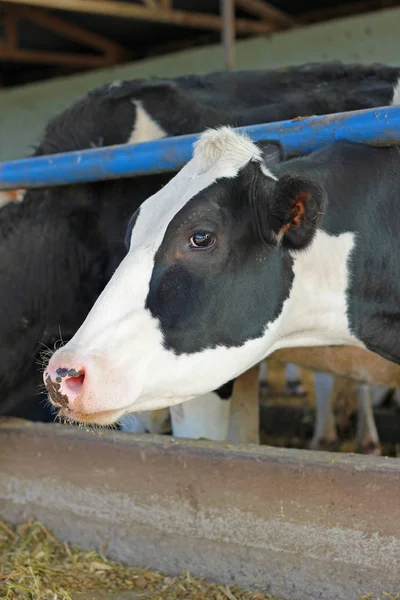 Dairy Farm Διατροφή Αγελάδων Στο Αγρόκτημα — Φωτογραφία Αρχείου