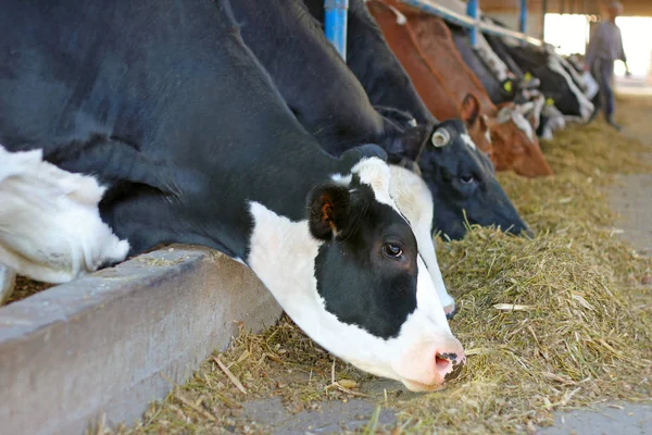 Молочна Ферма Годує Корів Фермі — стокове фото