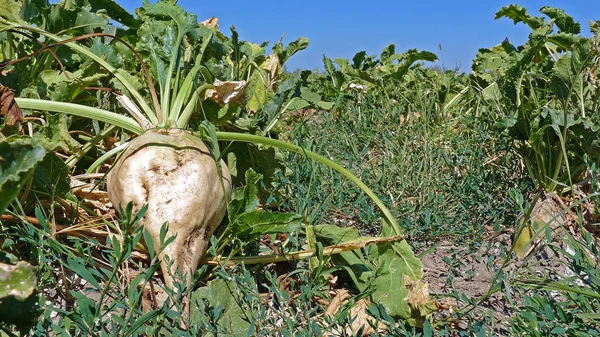 Sockerbetor Jordbruksområdet — Stockfoto