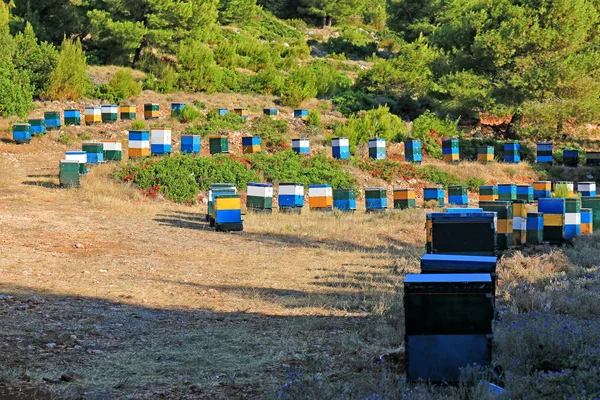 希腊莱夫森林附近山谷中的蜂箱 — 图库照片