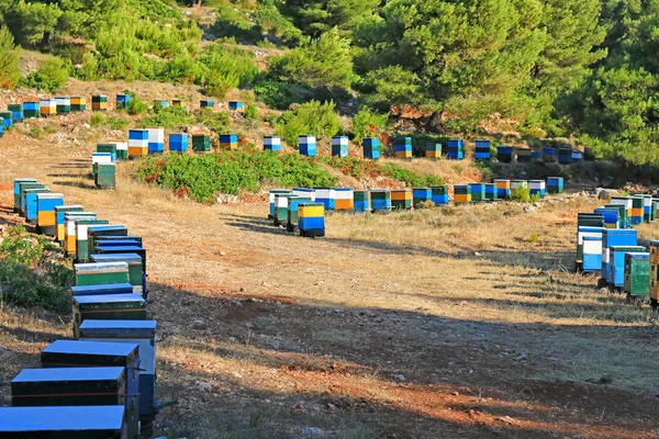 Κυψέλες Μια Κοιλάδα Κοντά Στο Δάσος Λευκάδα Ελλάδα — Φωτογραφία Αρχείου