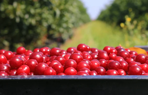 Raccolta Ciliegie Nel Frutteto — Foto Stock