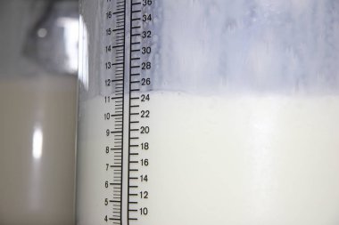 Şişe süt ile doldurma. Sağılan inekler çiftlikte ekipmanlar ile çalışma