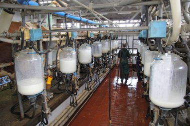 Sağılan inekler çiftlikte ekipmanlar ile çalışma