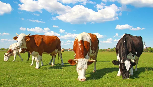 Vaches Broutant Sur Les Pâturages Paysage — Photo