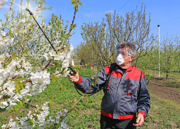 Travailleur Agricole Âgé Dans Verger Cerisiers Fleurs Pulvérisation Pesticide Pour — Photo