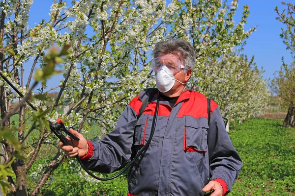 Jordbrukare Äldre Arbetare Blomma Körsbär Fruktträdgård Besprutning Bekämpningsmedel För Att — Stockfoto