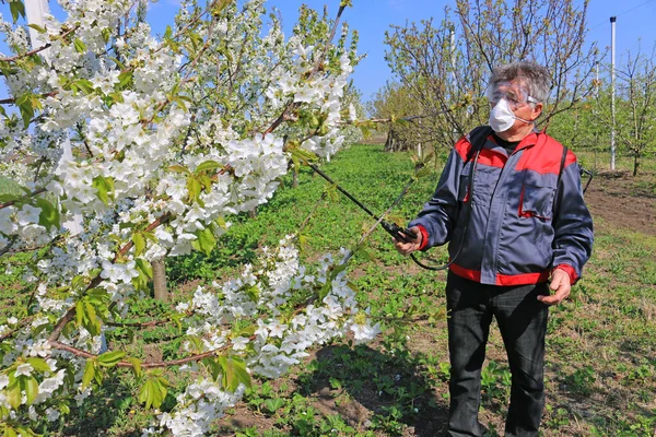 Trabajador Senior Agrícola Huerto Cerezos Flor Rociando Pesticidas Para Proteger — Foto de Stock