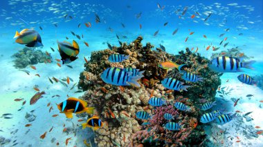Kızıl Deniz 'in egzotik balıkları ve mercan resifleri, Palyaço Balığı, Bannerfish, Başçavuş Balığı, Japon Balığı ve Mısır' ın Hurghada kenti yakınlarındaki diğer deniz canlılarıyla sualtı sahnesi.