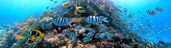 Scena Podwodna Egzotycznymi Rybami Rafą Koralową Morza Czerwonego Clownfish Bannerfish — Zdjęcie stockowe