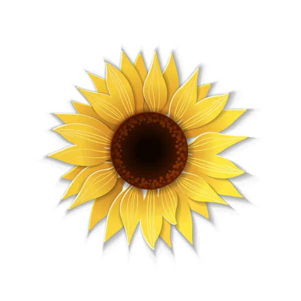 Paper art sunflower. — Stock Vector