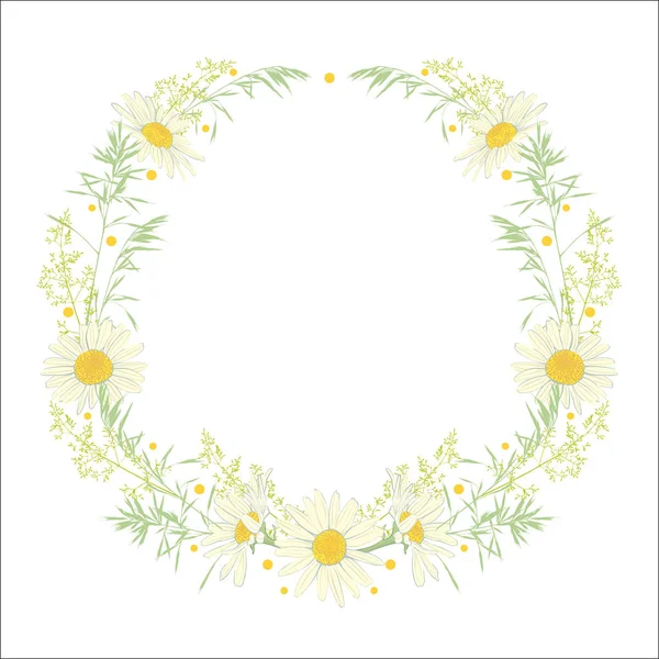 Hand drawn wreath with camomile and herbs. — Stock Vector