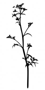 Beyaz izole dereotu siluet.