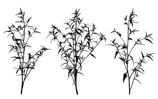 Set of wild herbs silhouettes. — Stock Vector