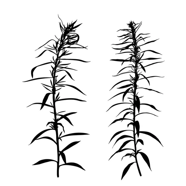 Yabani otlar siluetleri kümesi.