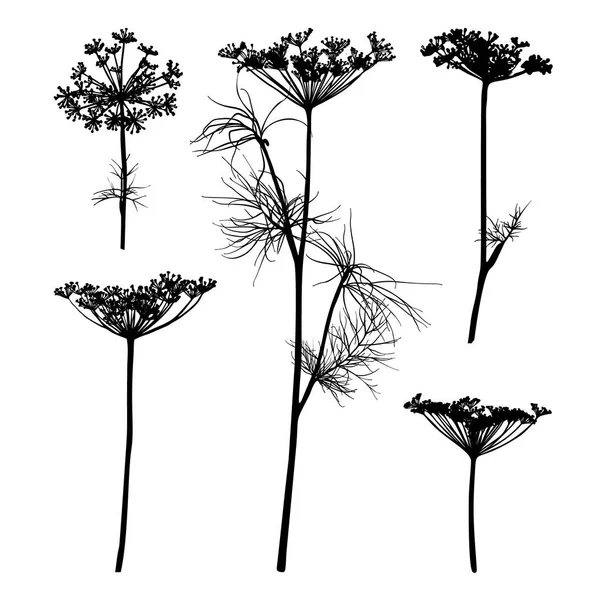 Beyaz izole dereotu siluet.