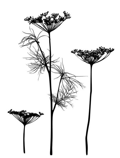 Dill silhouette isolated on white. — Stock Vector