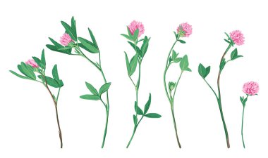 Elle çizilmiş yonca çiçek kümesi.