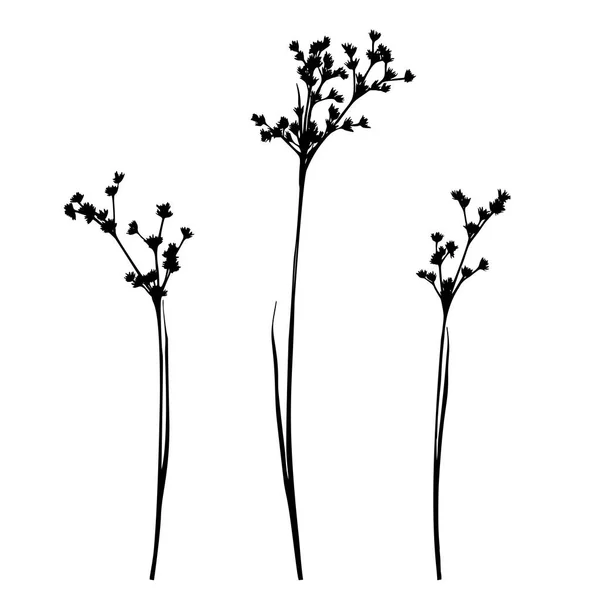Set of wild herbs silhouettes. — Stock Vector