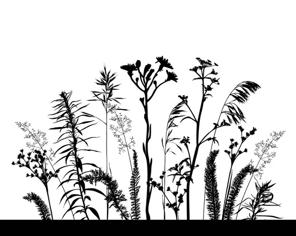 Wild herbs and flowers silhouettes isolated on white. — Stock Vector