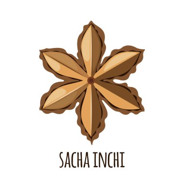 Sacha Inchi vector icon in flat style isolated on white background. clipart