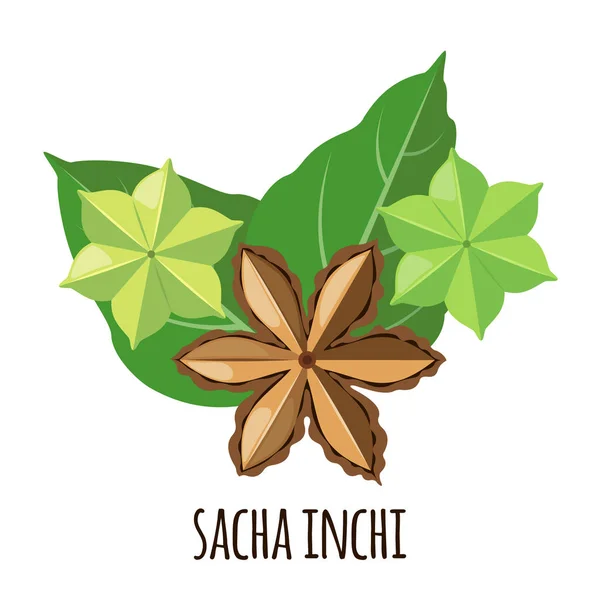 Sacha Inchi vetor ícone em estilo plano isolado no fundo branco . —  Vetores de Stock