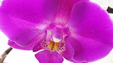 Orkide beyaz zemin üzerine.