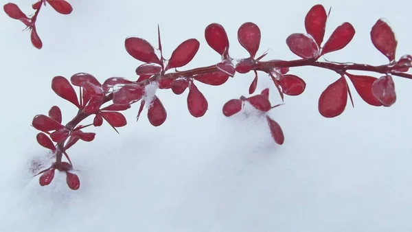 Beautiful red barberry in the snow in the garden.