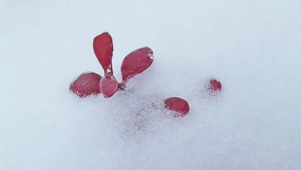 美丽的红檗在雪中的花园 — 图库照片