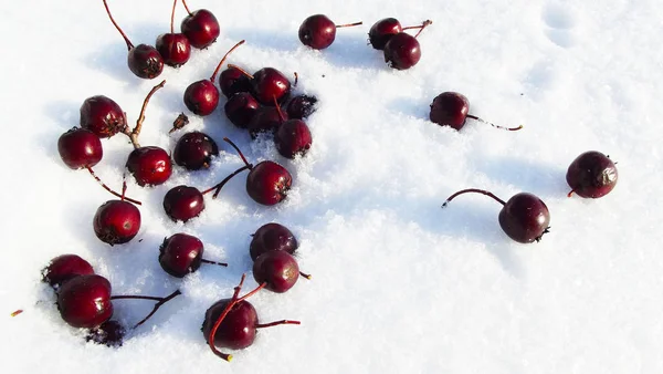 Hawthorn Berries Snow Royalty Free Stock Photos