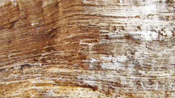 Krásné Dřevěné Pozadí — Stock fotografie