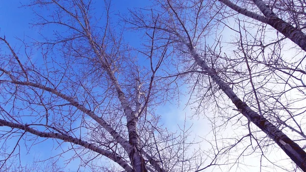 Bomen Winter Tegen Blauwe Lucht — Stockfoto