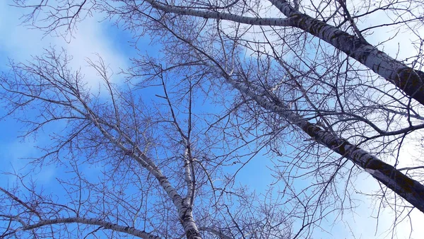 Bomen Winter Tegen Blauwe Lucht — Stockfoto