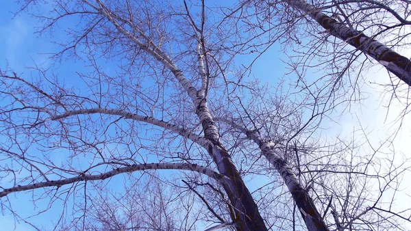 Bomen Winter Tegen Blauwe Lucht — Stockfoto