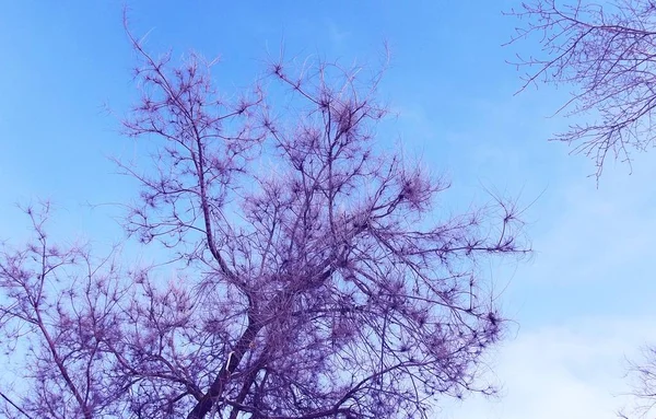 Bomen Winter Tegen Blauwe Lucht — Stockfoto