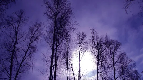 Árboles Invierno Contra Cielo Azul —  Fotos de Stock